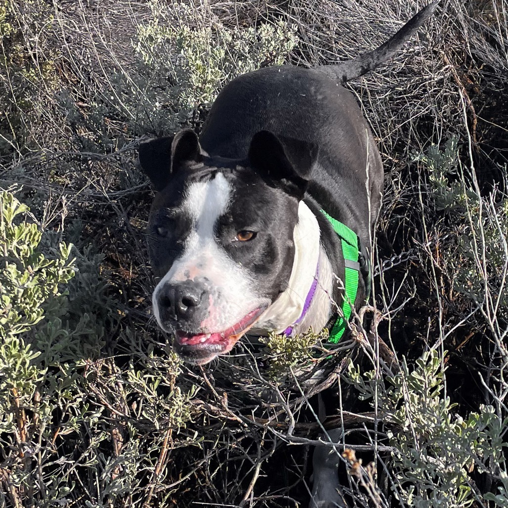 McFlurry, an adoptable Mixed Breed in Hailey, ID, 83333 | Photo Image 1