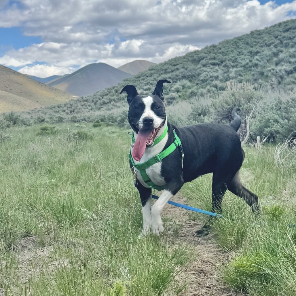 McFlurry, an adoptable Mixed Breed in Hailey, ID, 83333 | Photo Image 1