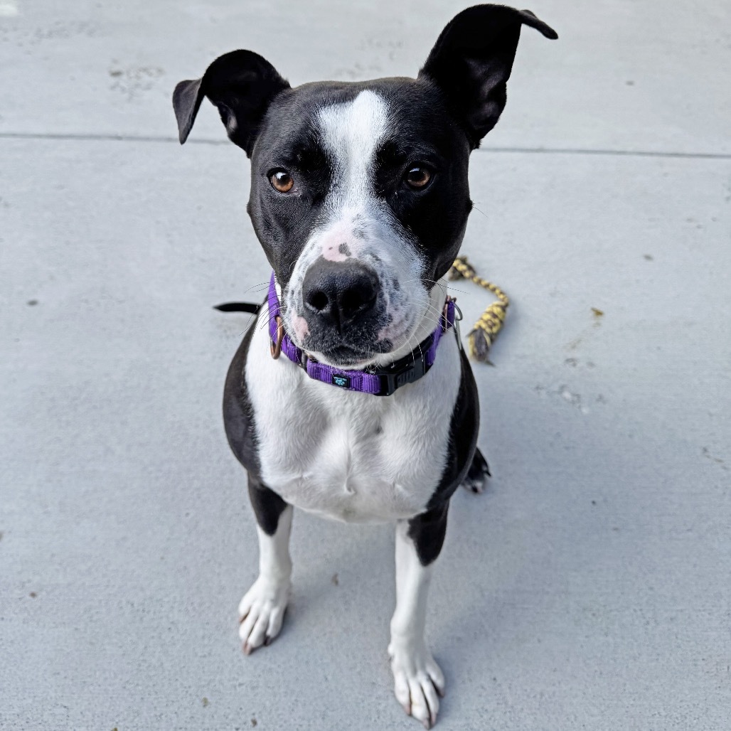 McFlurry, an adoptable Mixed Breed in Hailey, ID, 83333 | Photo Image 2