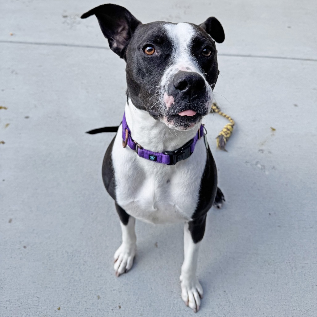 McFlurry, an adoptable Mixed Breed in Hailey, ID, 83333 | Photo Image 3