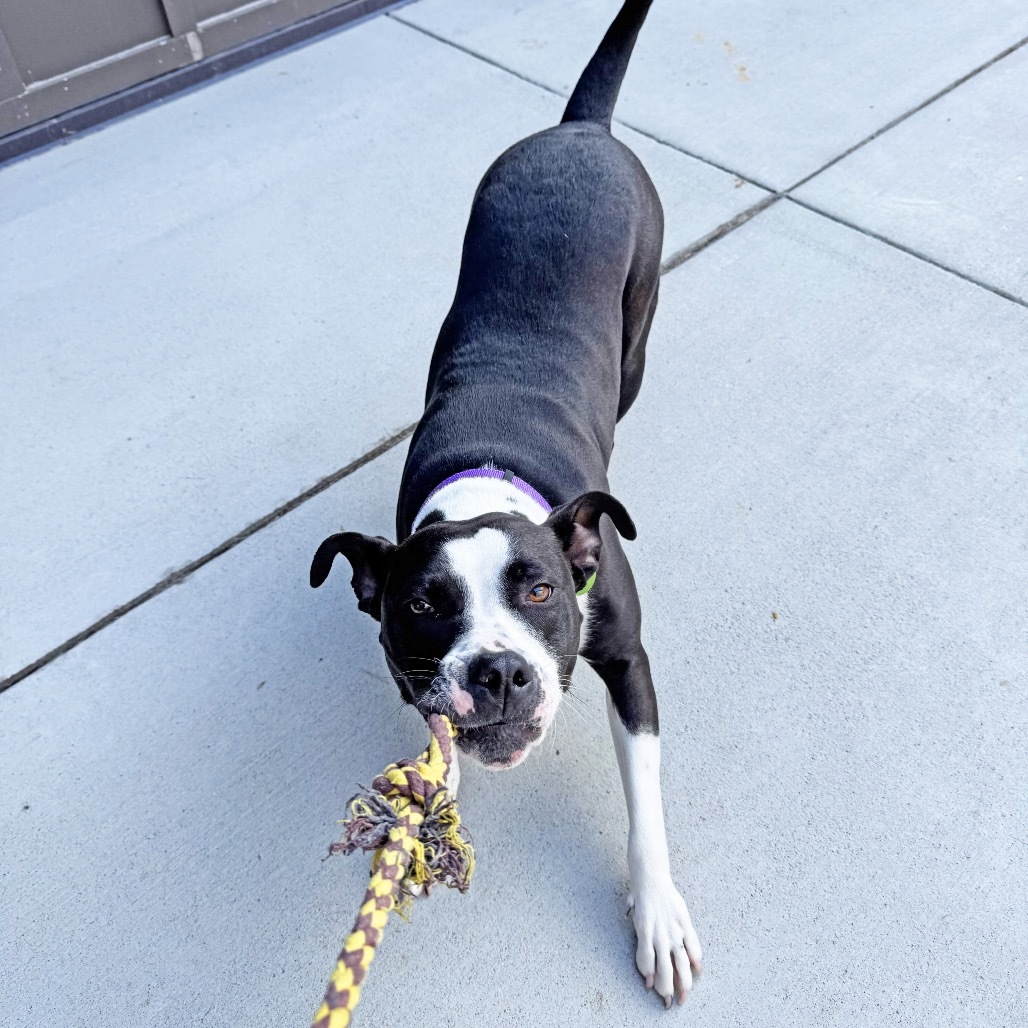 McFlurry, an adoptable Mixed Breed in Hailey, ID, 83333 | Photo Image 4