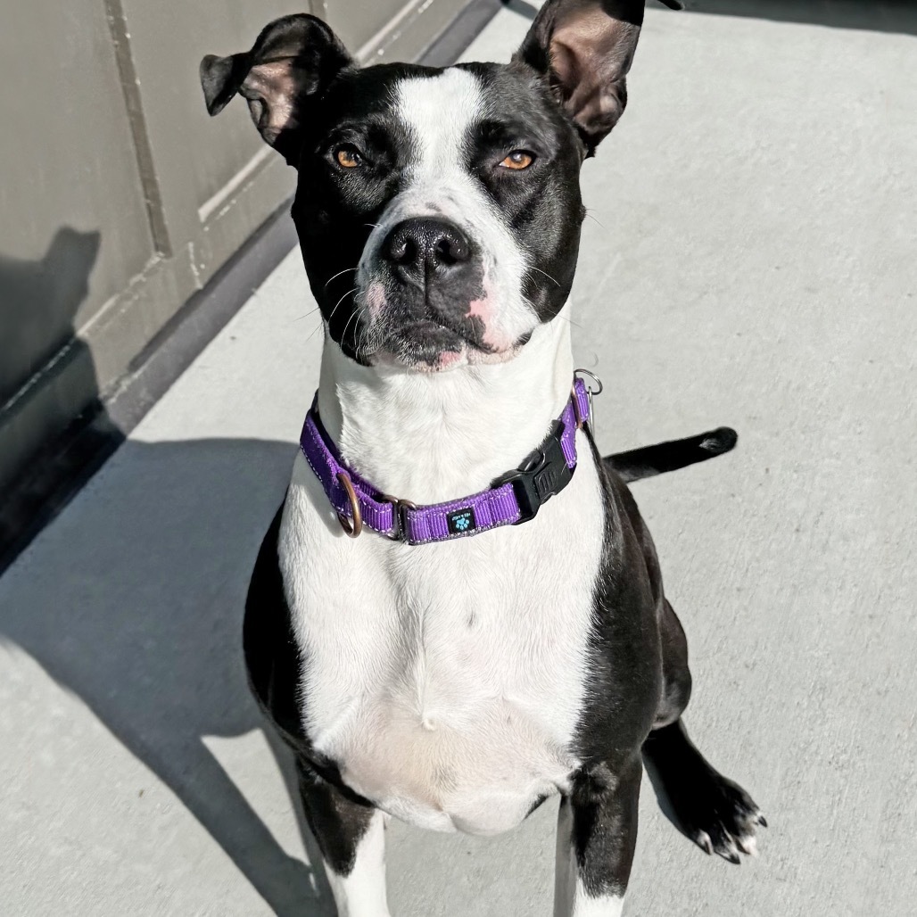 McFlurry, an adoptable Mixed Breed in Hailey, ID, 83333 | Photo Image 5