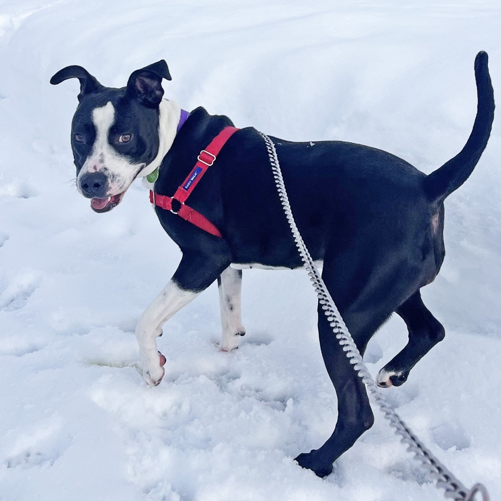 McFlurry, an adoptable Mixed Breed in Hailey, ID, 83333 | Photo Image 6