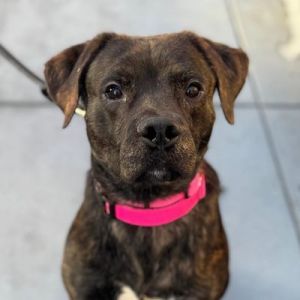 Walter Pit Bull Terrier Dog