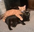Archie, Adult Male Domestic Short Hair