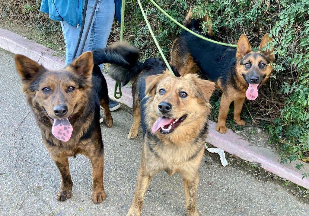 Peaches, an adoptable Australian Shepherd, Shepherd in Brookings, OR, 97415 | Photo Image 2