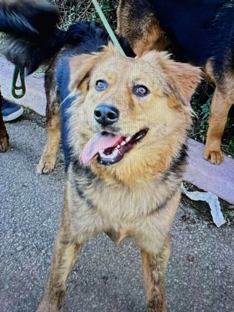 Peaches, an adoptable Australian Shepherd, Shepherd in Brookings, OR, 97415 | Photo Image 3