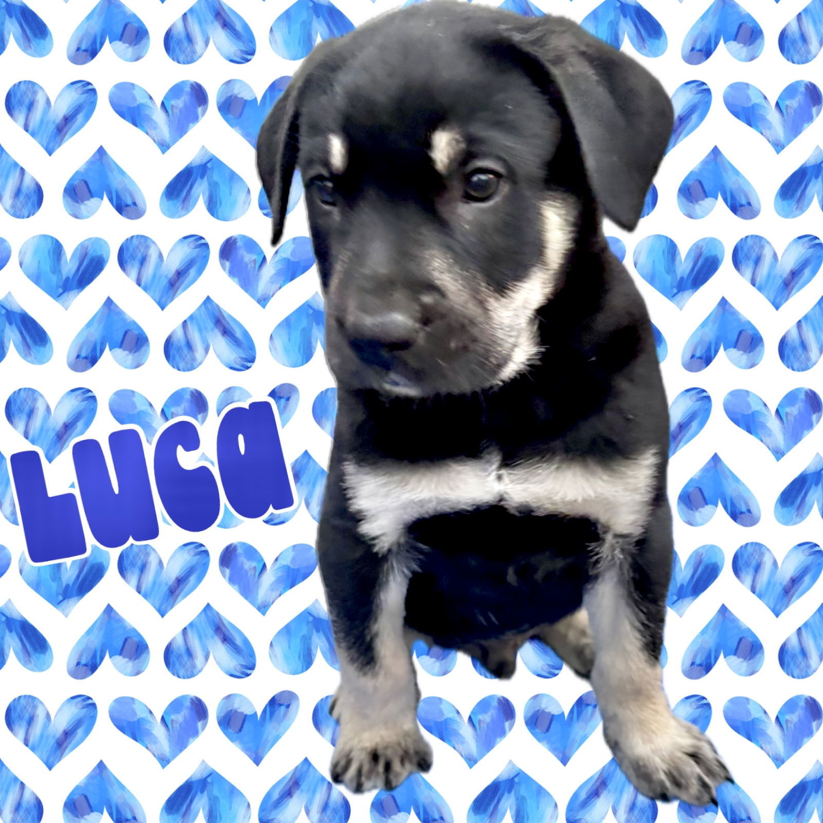 Luca