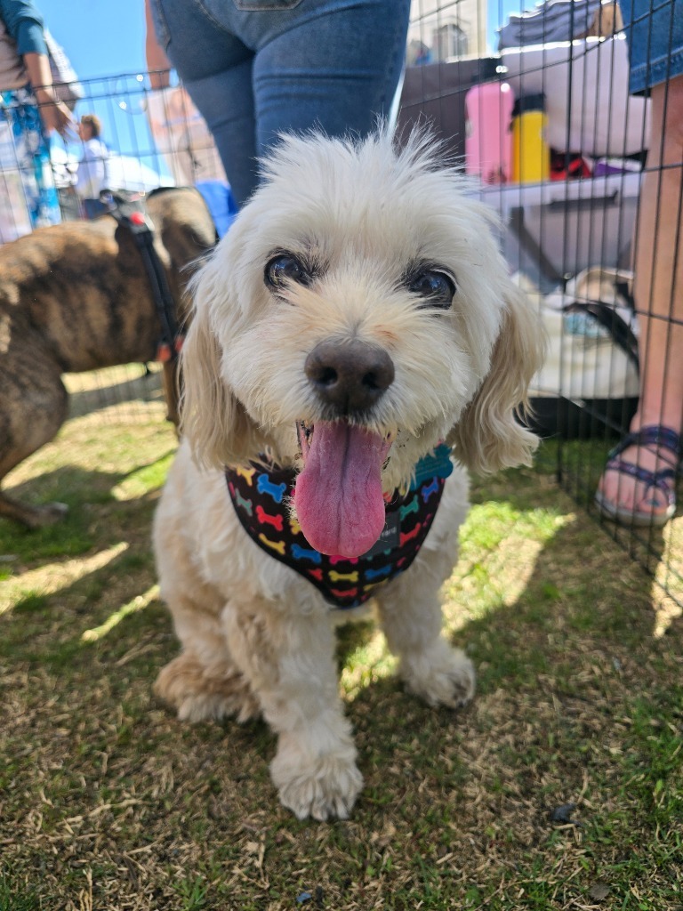 Jill, an adoptable Cocker Spaniel, Maltese in El Cajon, CA, 92020 | Photo Image 1