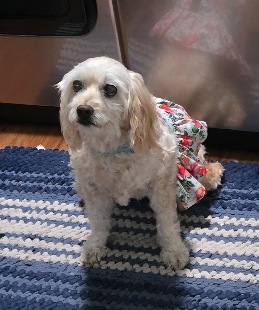 Jill, an adoptable Cocker Spaniel, Maltese in El Cajon, CA, 92020 | Photo Image 1