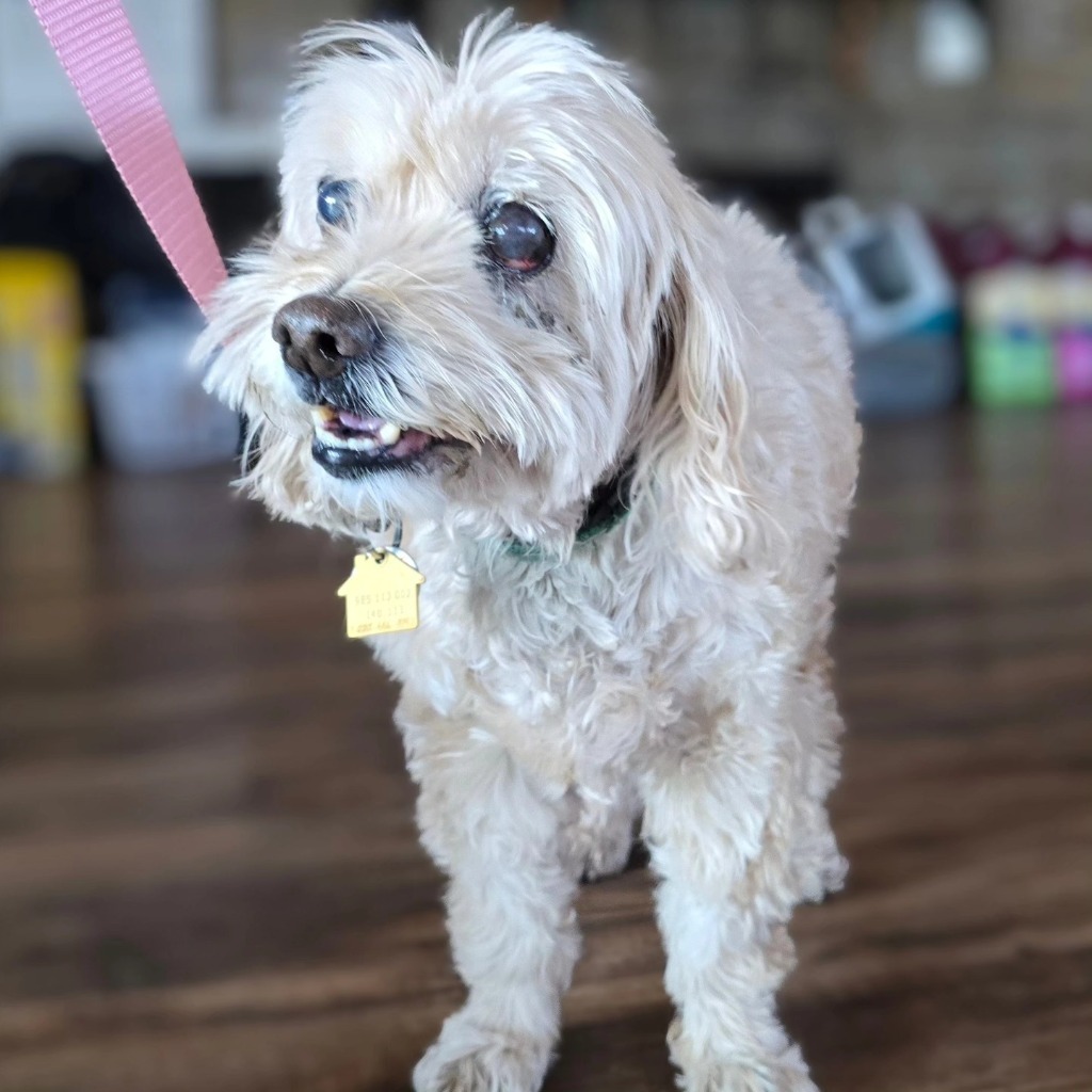 Jill, an adoptable Cocker Spaniel, Maltese in El Cajon, CA, 92020 | Photo Image 2