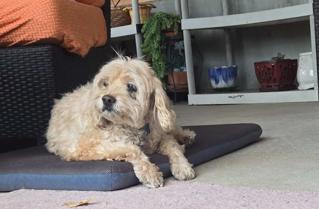 Jill, an adoptable Cocker Spaniel, Maltese in El Cajon, CA, 92020 | Photo Image 3