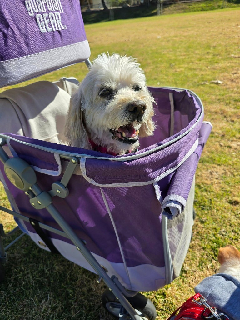 Jill, an adoptable Cocker Spaniel, Maltese in El Cajon, CA, 92020 | Photo Image 4
