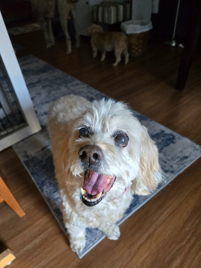 Jill, an adoptable Cocker Spaniel, Maltese in El Cajon, CA, 92020 | Photo Image 5