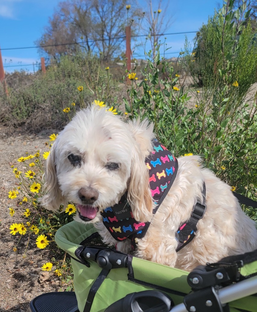 Jill, an adoptable Cocker Spaniel, Maltese in El Cajon, CA, 92020 | Photo Image 6