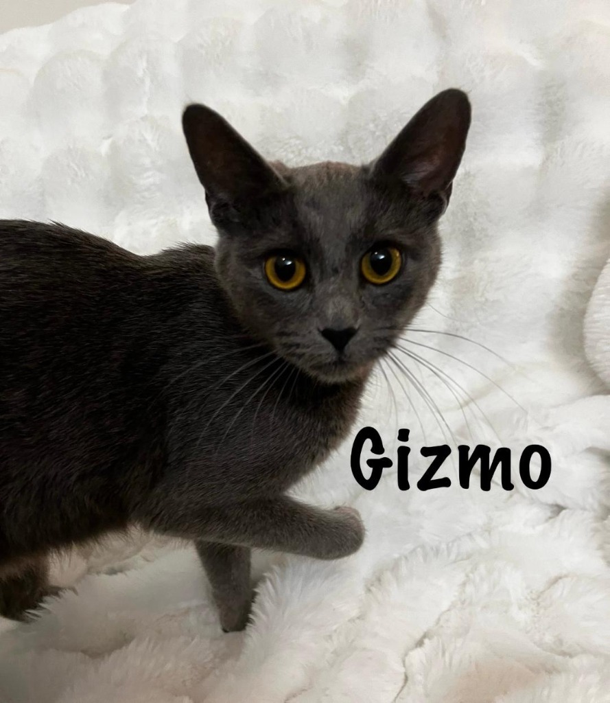 Gizmo