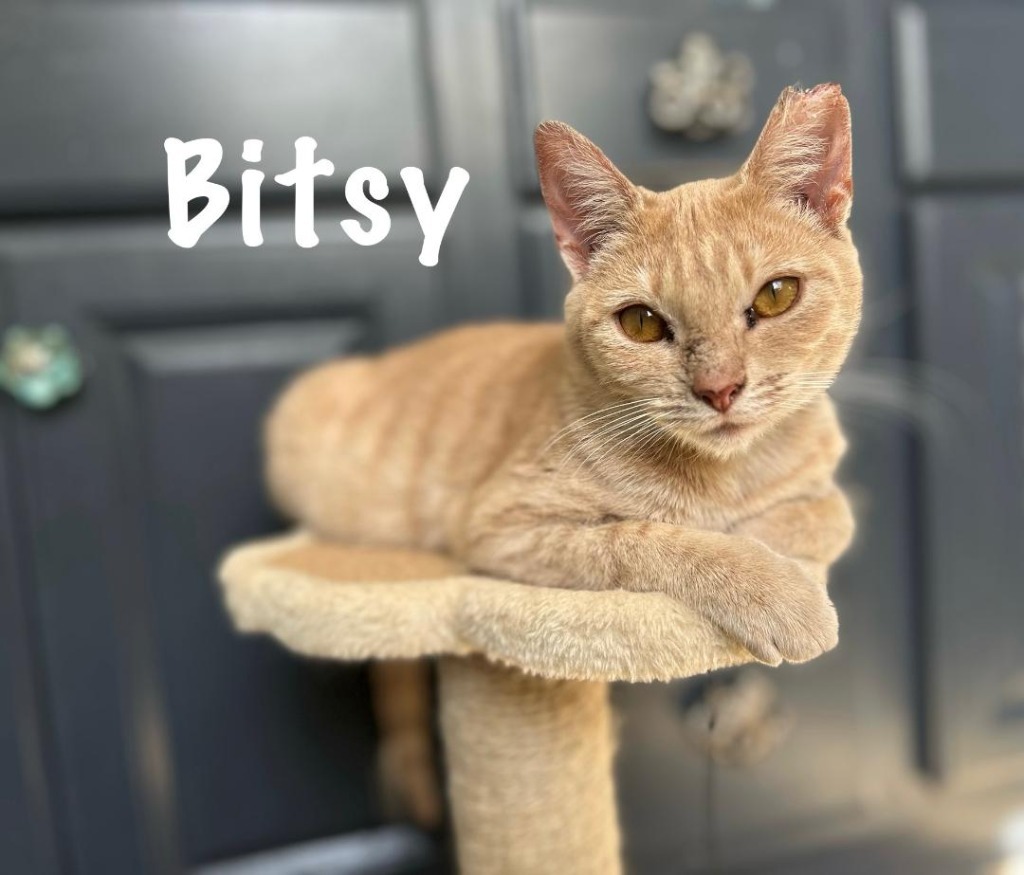 Bitsy