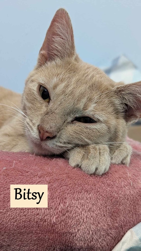 Bitsy