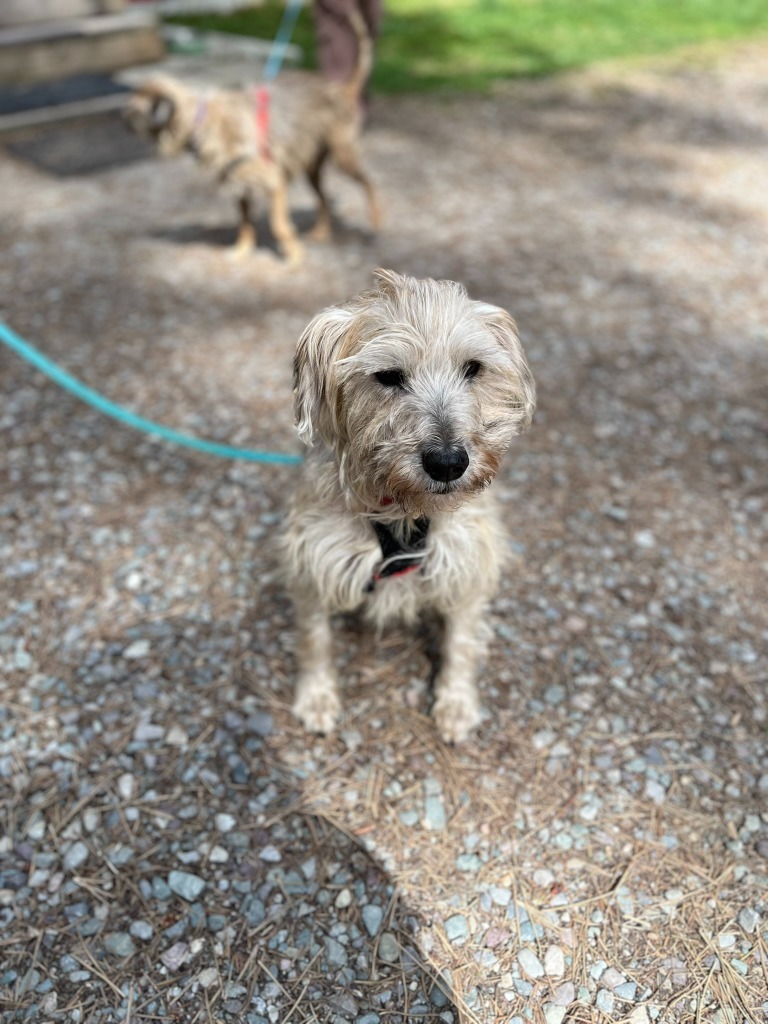 Jackson, an adoptable Cairn Terrier, Poodle in Thompson Falls, MT, 59873 | Photo Image 1