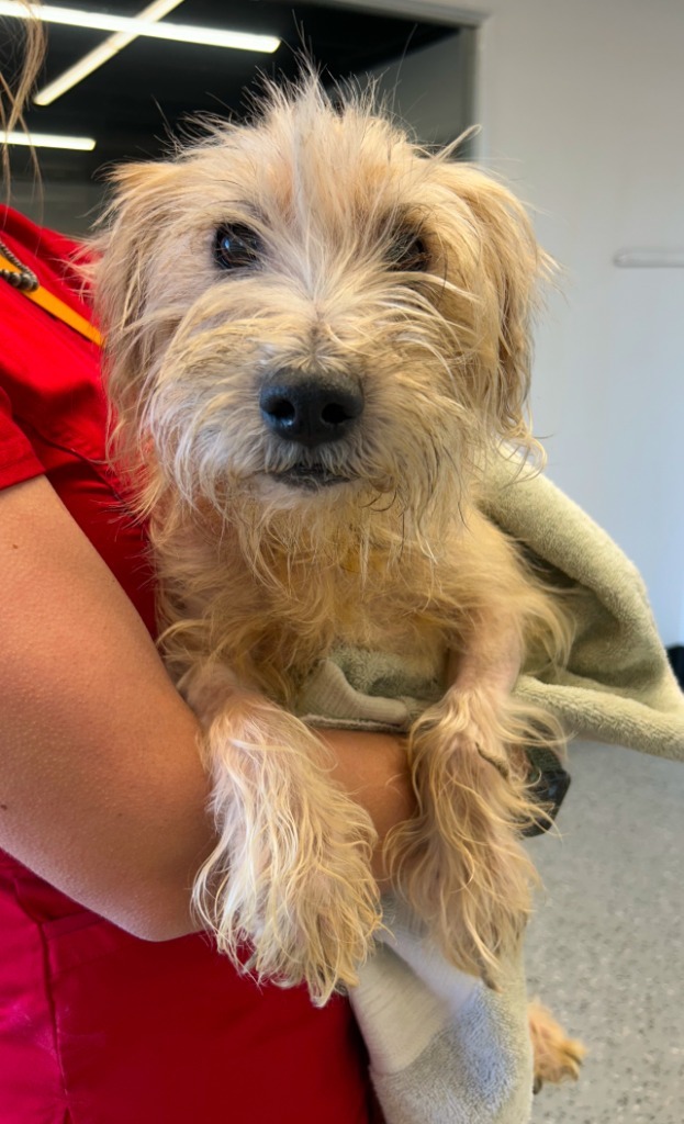 Jackson, an adoptable Cairn Terrier, Poodle in Thompson Falls, MT, 59873 | Photo Image 2