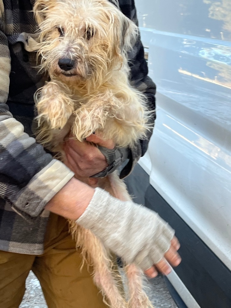 Jackson, an adoptable Cairn Terrier, Poodle in Thompson Falls, MT, 59873 | Photo Image 3