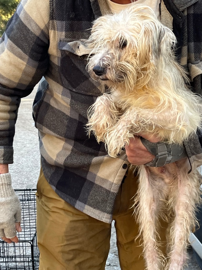 Jackson, an adoptable Cairn Terrier, Poodle in Thompson Falls, MT, 59873 | Photo Image 4