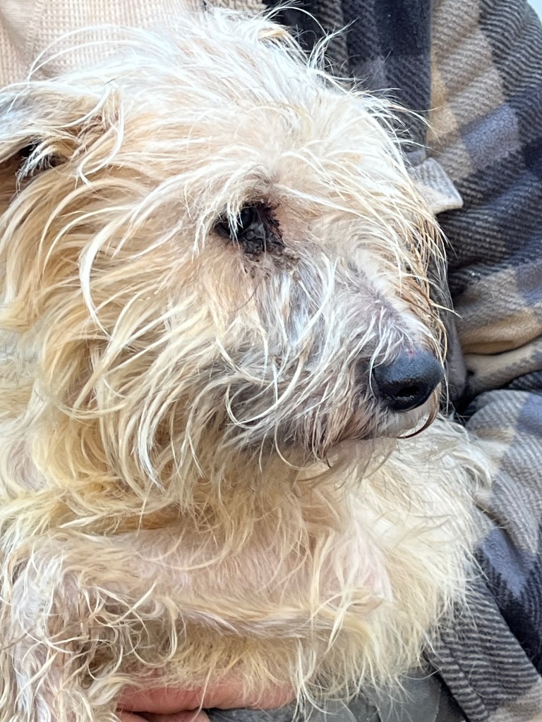 Jackson, an adoptable Cairn Terrier, Poodle in Thompson Falls, MT, 59873 | Photo Image 5