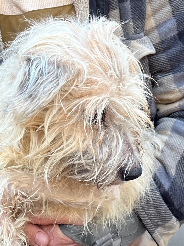 Jackson, an adoptable Cairn Terrier, Poodle in Thompson Falls, MT, 59873 | Photo Image 6