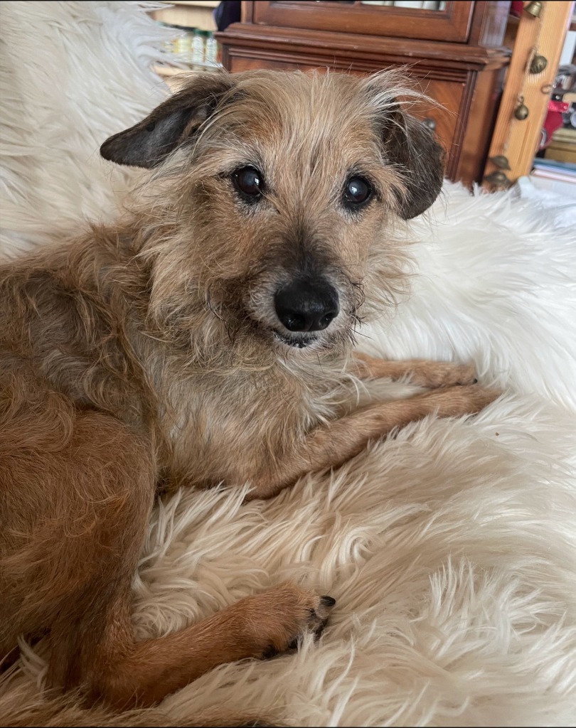 Johnny Connor, an adoptable Cairn Terrier, Poodle in Thompson Falls, MT, 59873 | Photo Image 1