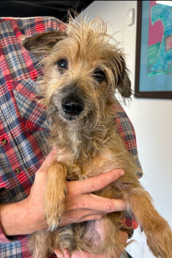 Johnny Connor, an adoptable Cairn Terrier, Poodle in Thompson Falls, MT, 59873 | Photo Image 2