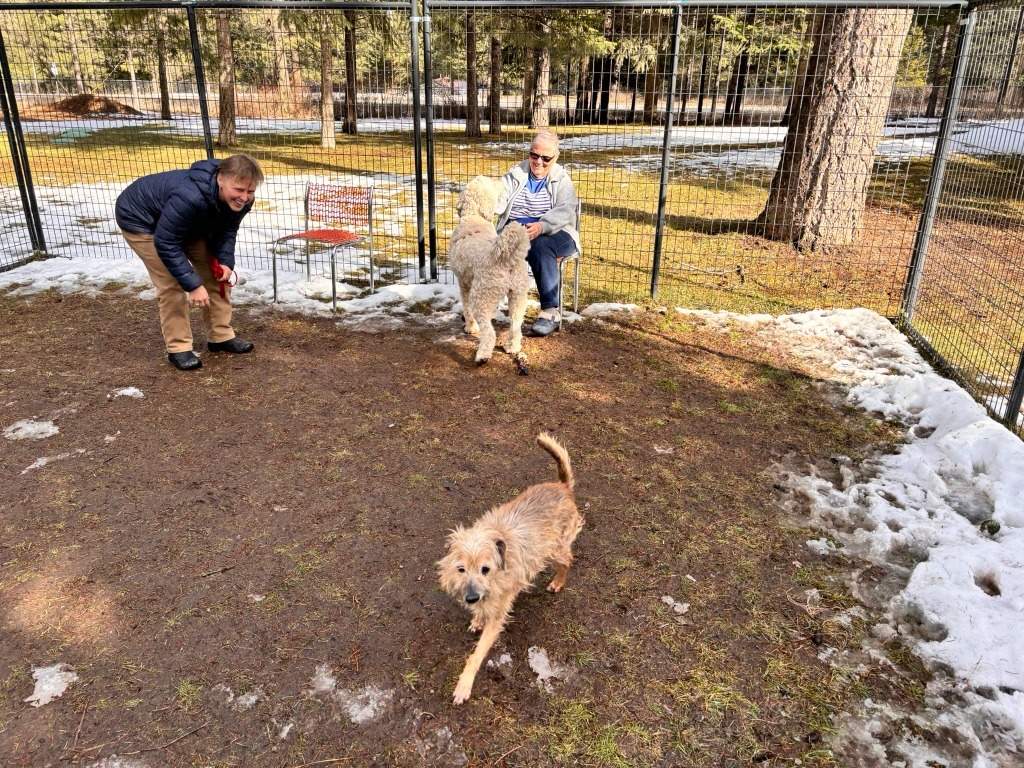 Johnny Connor, an adoptable Cairn Terrier, Poodle in Thompson Falls, MT, 59873 | Photo Image 3
