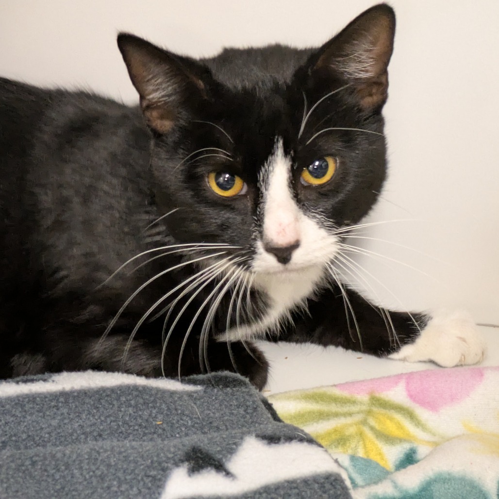 Dane, an adoptable Domestic Short Hair in Buellton, CA, 93427 | Photo Image 1