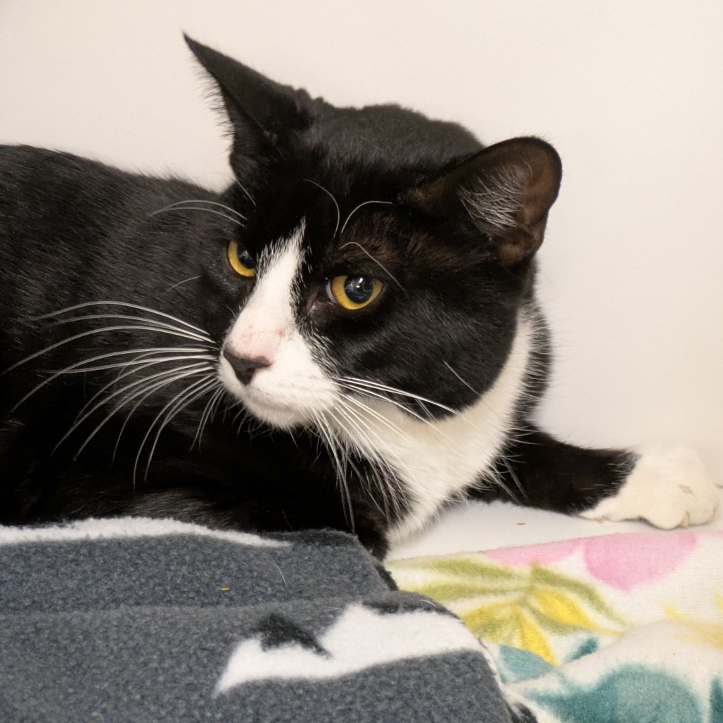 Dane, an adoptable Domestic Short Hair in Buellton, CA, 93427 | Photo Image 2