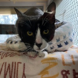 Dane, an adoptable Domestic Short Hair in Buellton, CA, 93427 | Photo Image 3