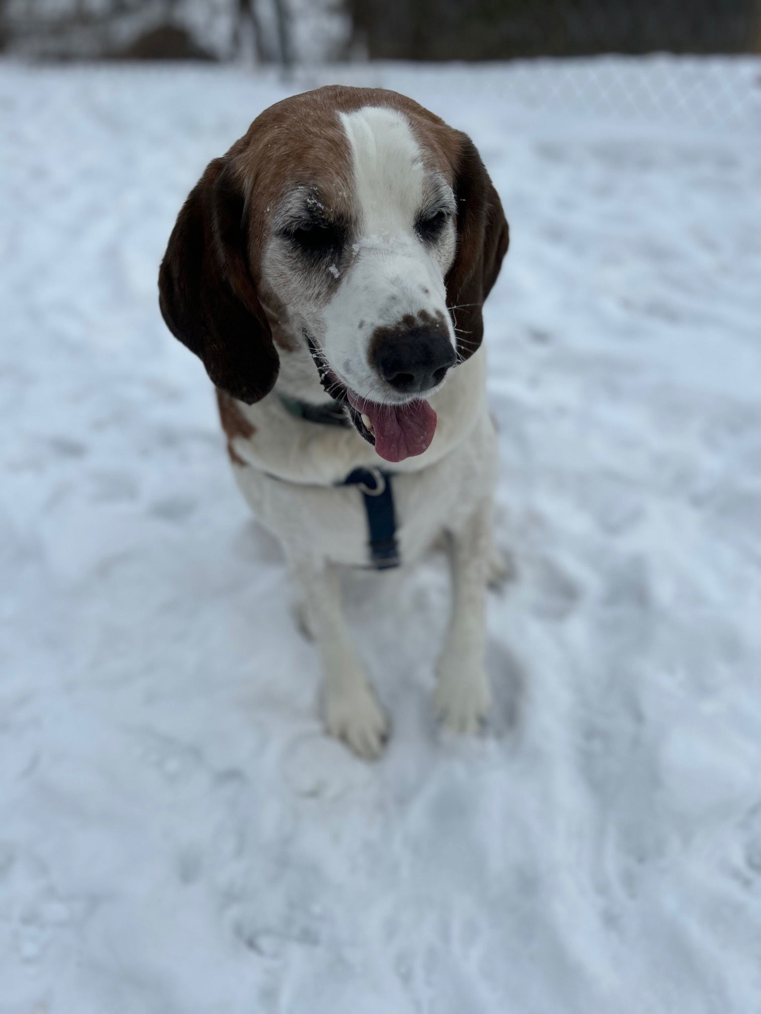 Boone, an adoptable Spaniel, Hound in Berkeley Springs, WV, 25411 | Photo Image 1