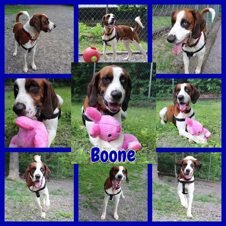 Boone, an adoptable Spaniel, Hound in Berkeley Springs, WV, 25411 | Photo Image 2