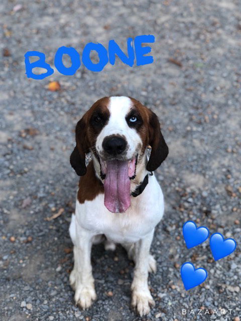 Boone, an adoptable Spaniel, Hound in Berkeley Springs, WV, 25411 | Photo Image 3