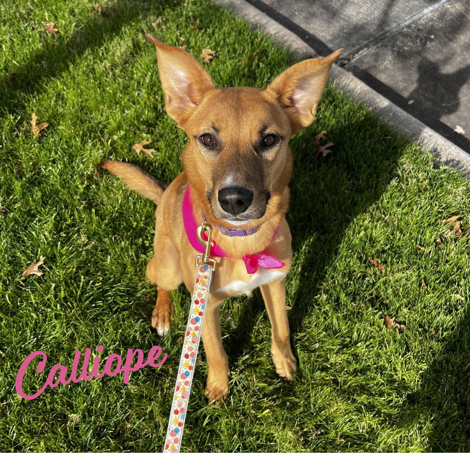 Calliope