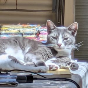 Nontey Chattopadhyay (bonded with Tipsy), Senior Male unknown