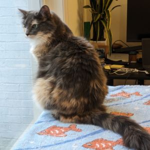 Tipsy Rockbridge (bonded with Nontey), Adult Female Domestic Medium Hair