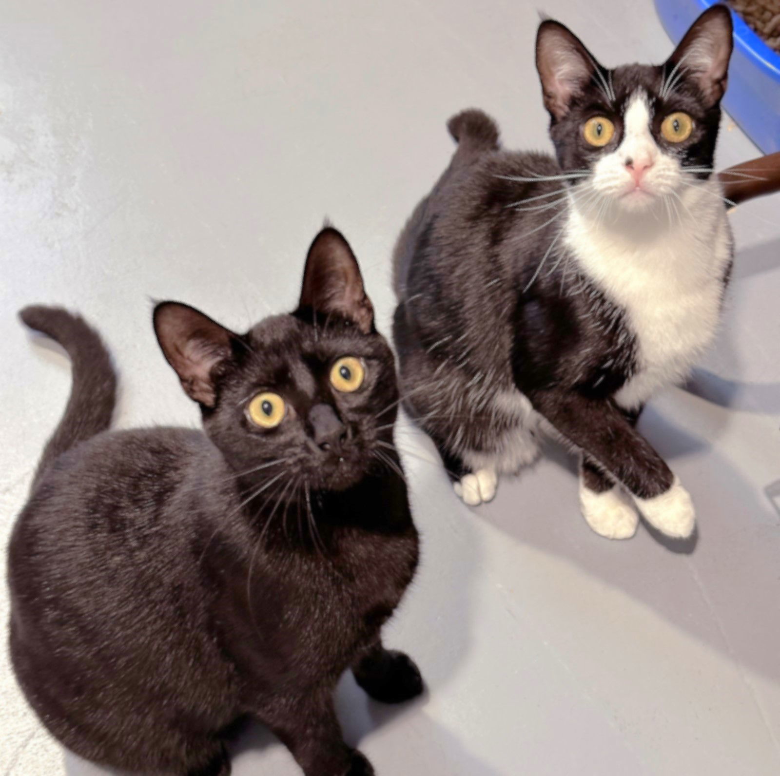 Justice, an adoptable Domestic Short Hair in Springfield, OR, 97475 | Photo Image 4