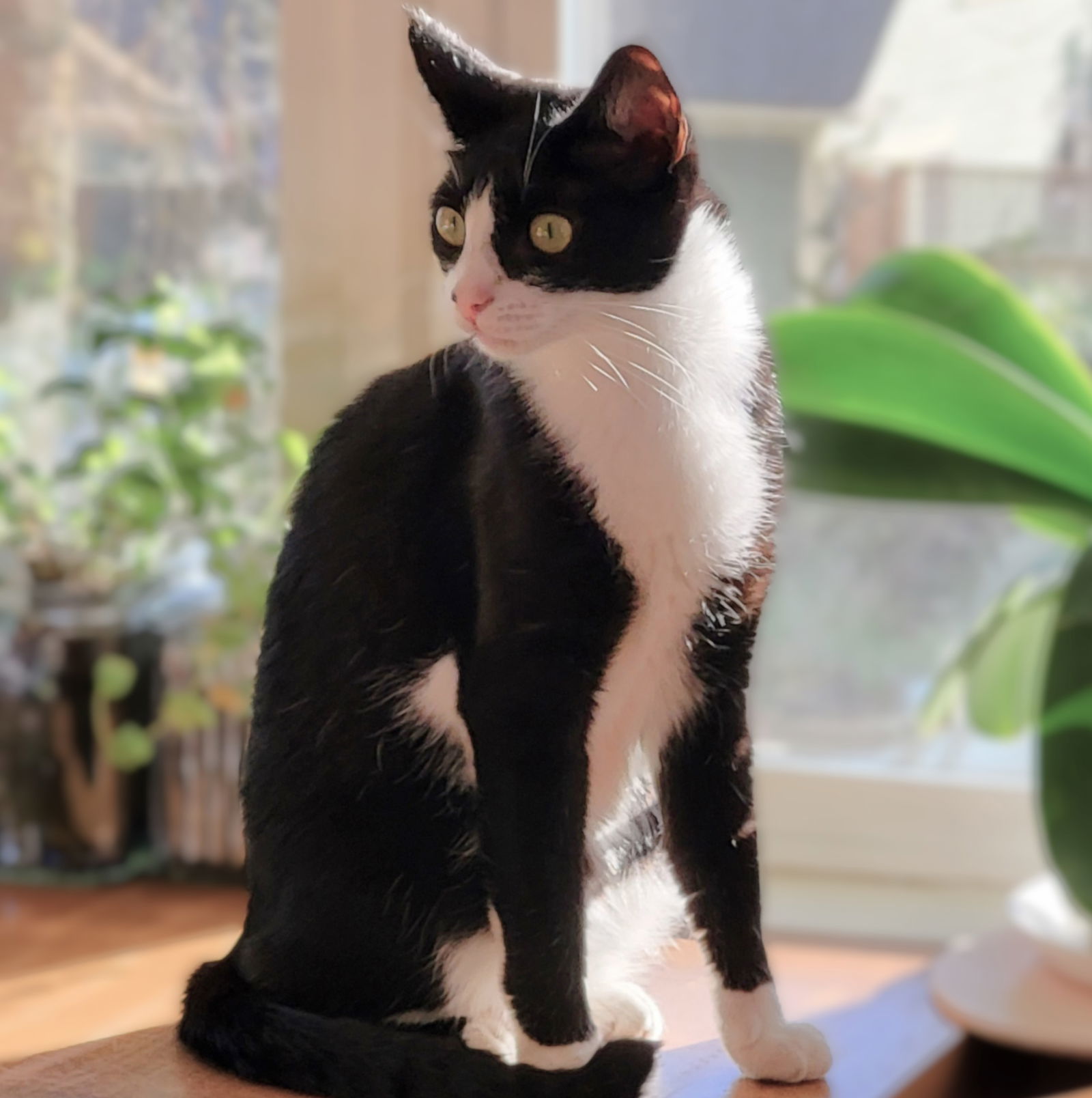 Freedom, an adoptable Domestic Short Hair, Tuxedo in Springfield, OR, 97475 | Photo Image 1