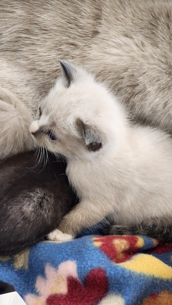 Delaware, an adoptable Domestic Short Hair in Brownwood, TX, 76801 | Photo Image 1