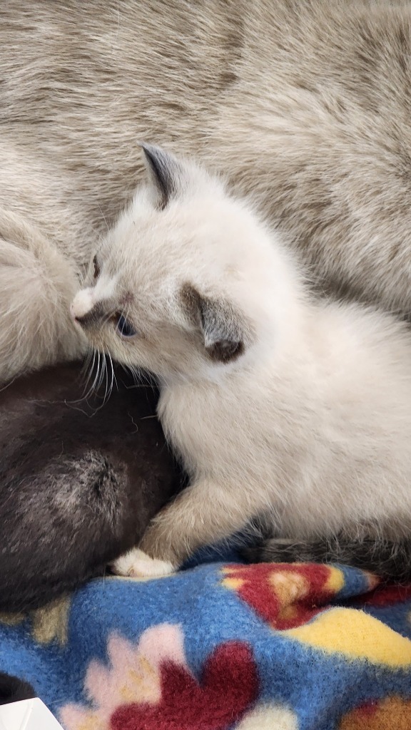 Texas, an adoptable Domestic Short Hair in Brownwood, TX, 76801 | Photo Image 1