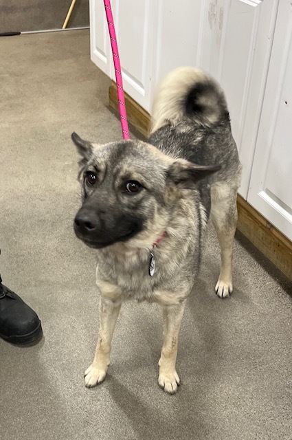 MEELA, an adoptable Keeshond in Upper Marlboro, MD, 20772 | Photo Image 1