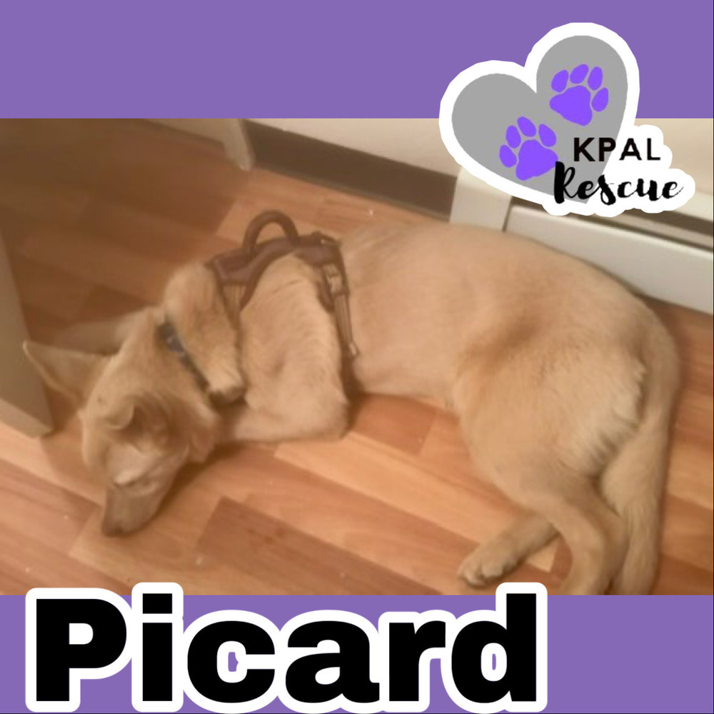 Picard, an adoptable Husky, Mixed Breed in Kenai, AK, 99611 | Photo Image 1