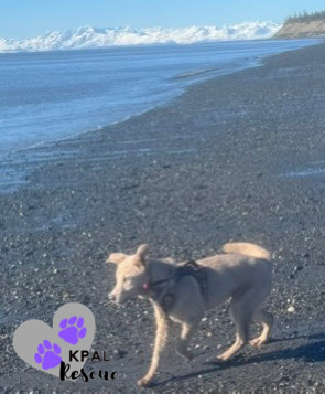 Picard, an adoptable Husky, Mixed Breed in Kenai, AK, 99611 | Photo Image 2