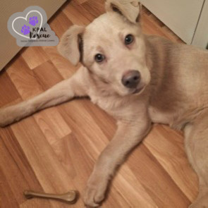 Picard, an adoptable Husky, Mixed Breed in Kenai, AK, 99611 | Photo Image 5