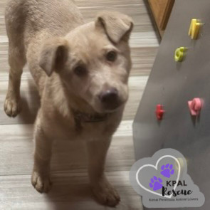 Picard, an adoptable Husky, Mixed Breed in Kenai, AK, 99611 | Photo Image 6