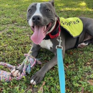 NOEL Mixed Breed Dog